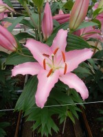 [5234 Sheila EVR No02.JPG]